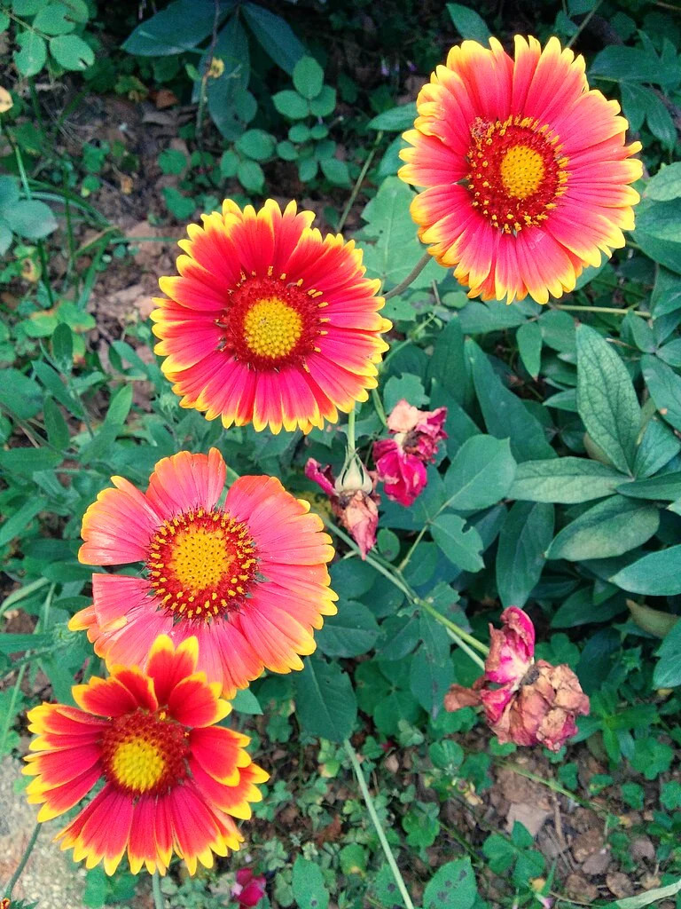 Indian Blanket Flower Seeds | Gaillardia Blanketflower Red Wildflower Seed 2025