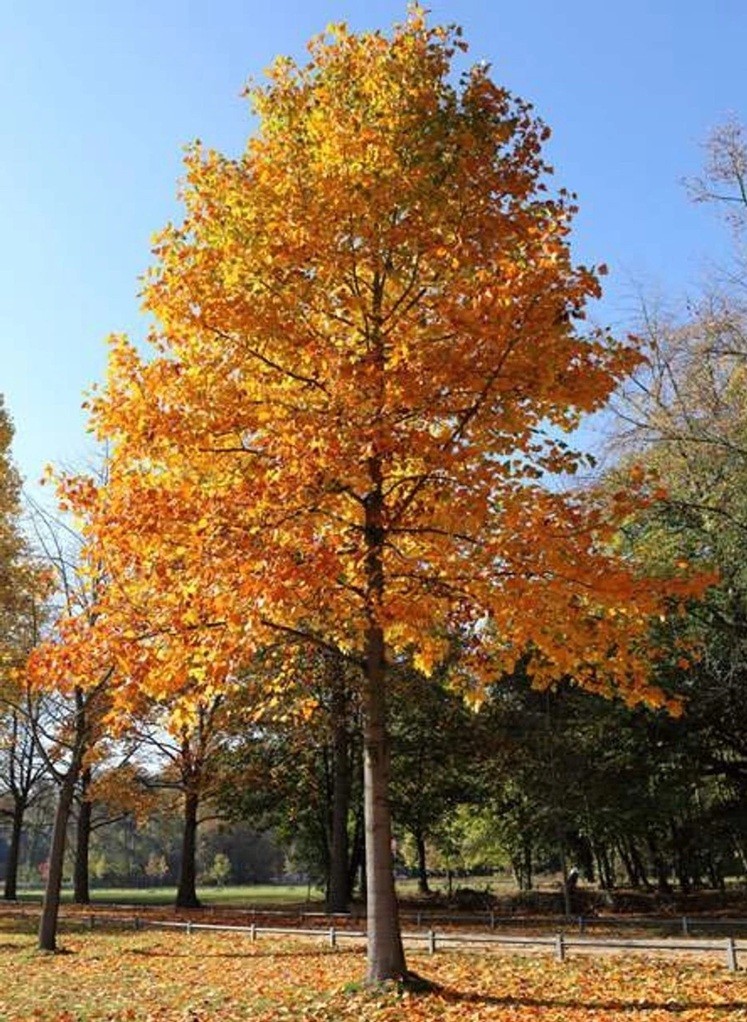Live 1+ yo Tulip Tree Well Rooted Plant in pot, Liriodendron Tulipifera