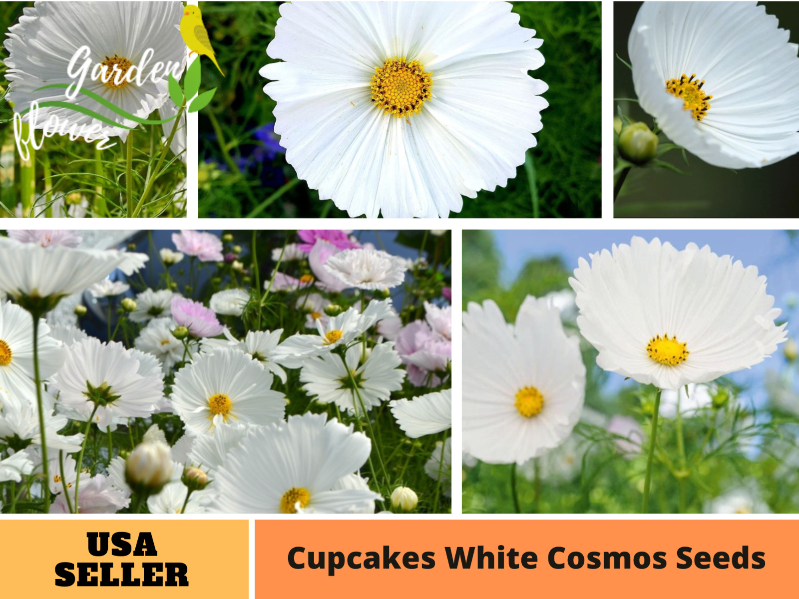 50+Seeds| Cupcake White Cosmos Seeds Seeds #L008