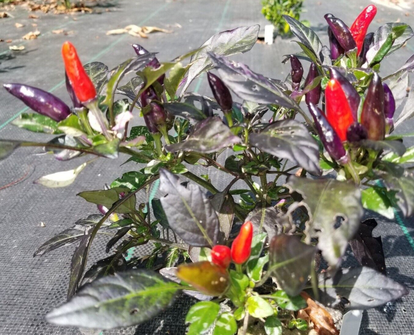 Midnight Mass Pepper 12 Seeds