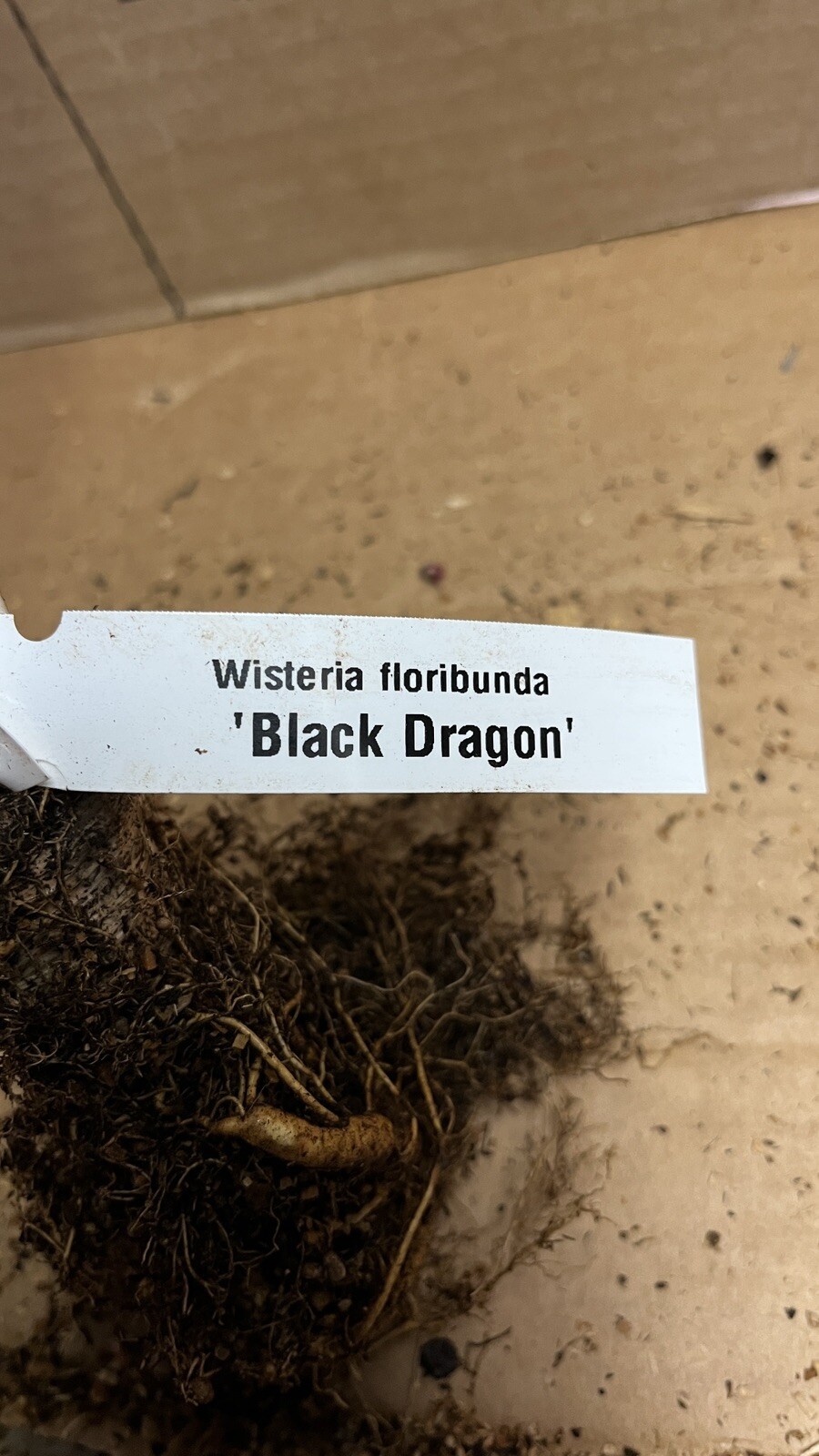 Wisteria floribunda Black Dragon (Double flowering variety) 1 yo grafted plant