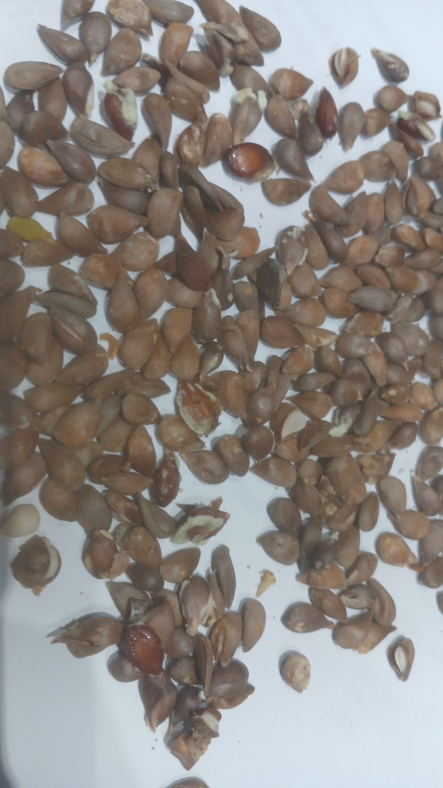 15 Apple Seeds Various Types Of Apple Seed Fruit Plant, NJ Zone, Free Shipping