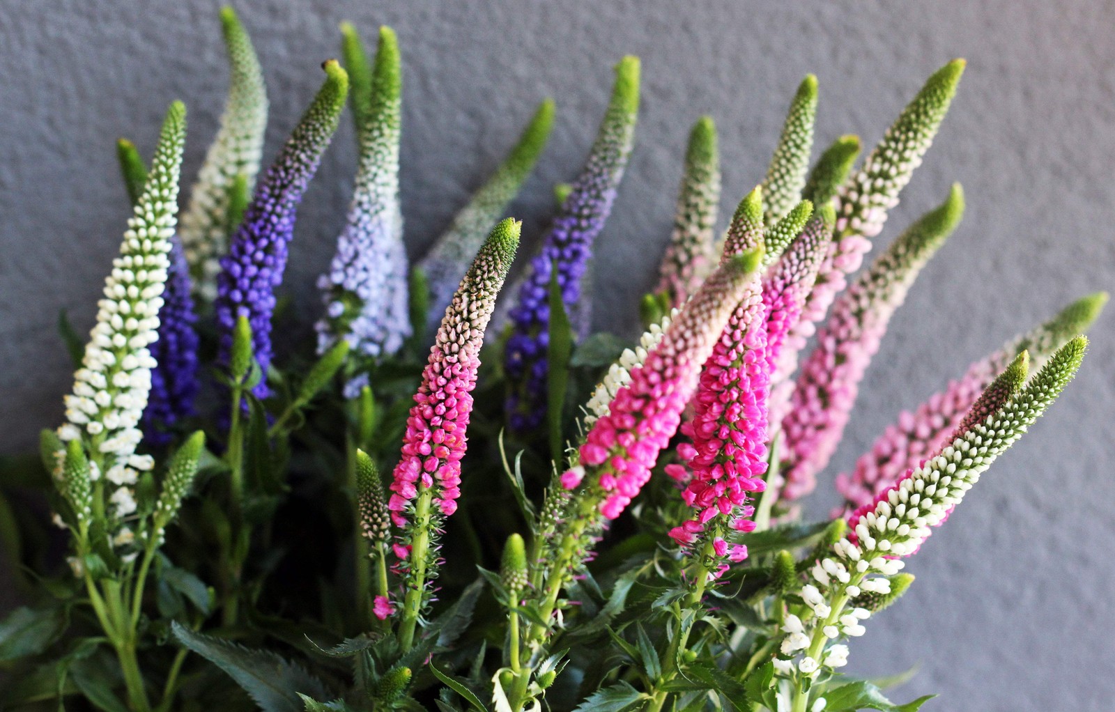 50 Mixed Colors VERONICA Spicata SIGHTSEEING MIX Spike Speedwell Flower Seeds