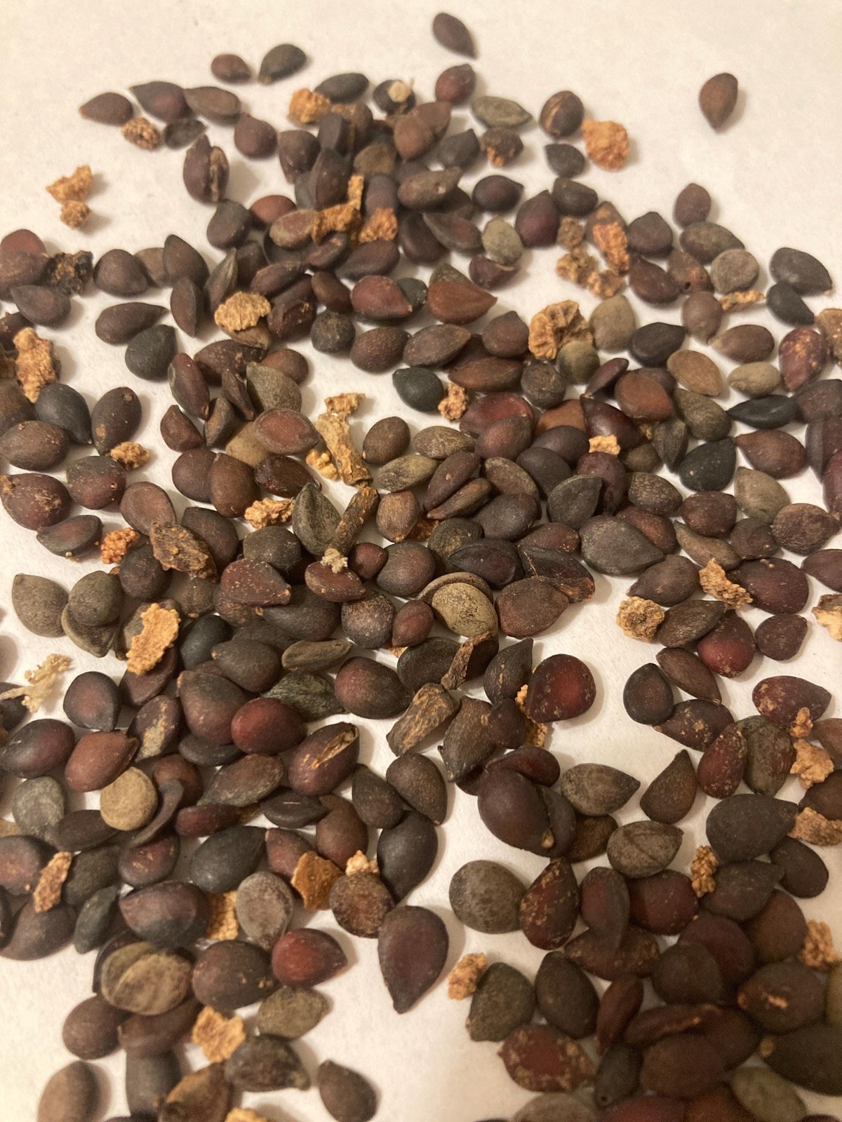 Asian Pear Tree Seeds (Pyrus Pyrifolia) Chinese Sand Pear