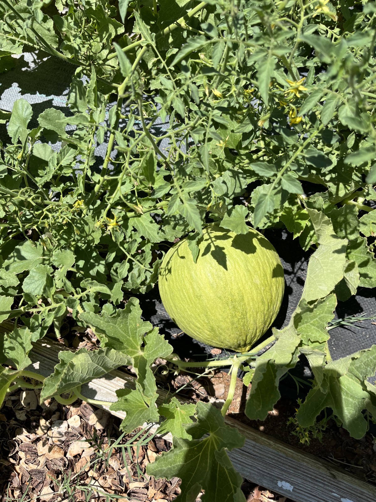 100 GOLDEN BEAUTY CASABA MELON SEEDS NON-GMO HOT HOUSE GROWN FRESH HARVEST