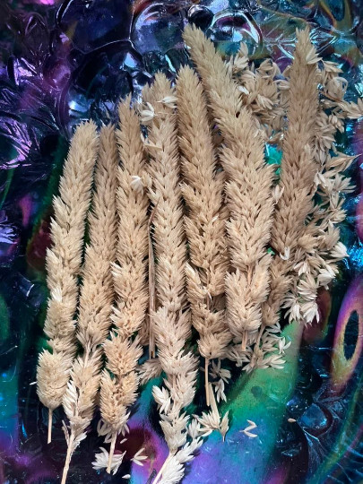 5g+ Phalaris aquatica seeds in chaff – Seedhead Chaff with Lots of Seeds