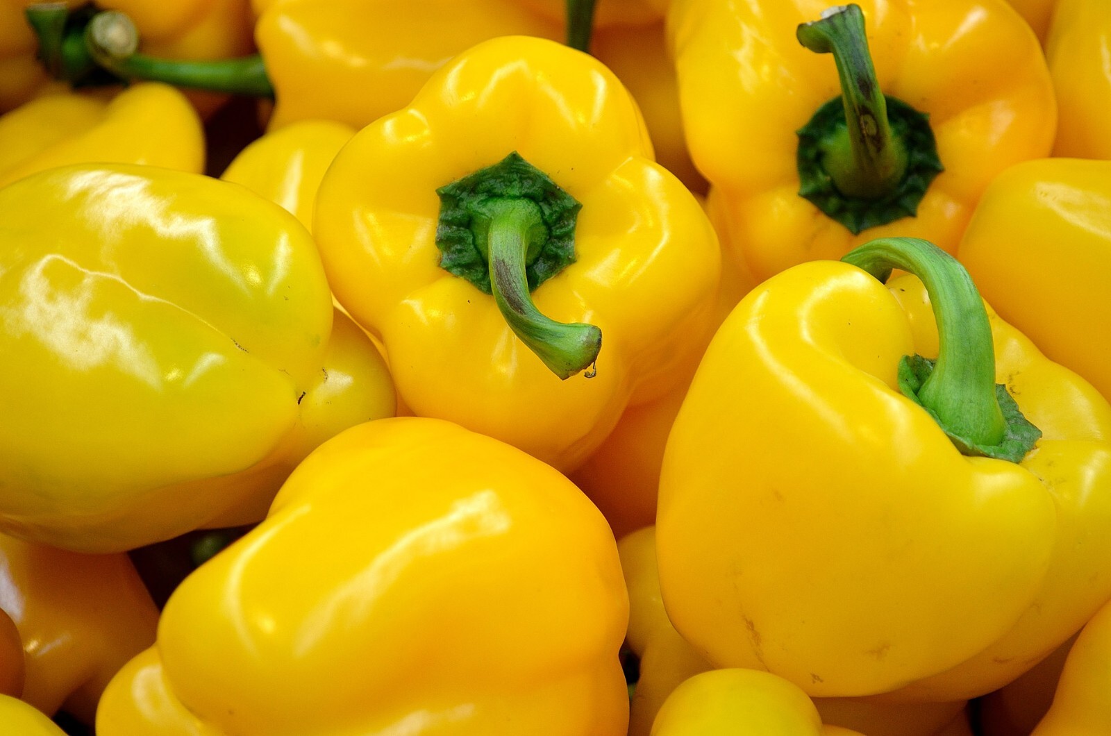 50+ YELLOW BELL PEPPER SEEDS “CANARY” BELL PEPPER Non-Gmo FREE SHIPPING
