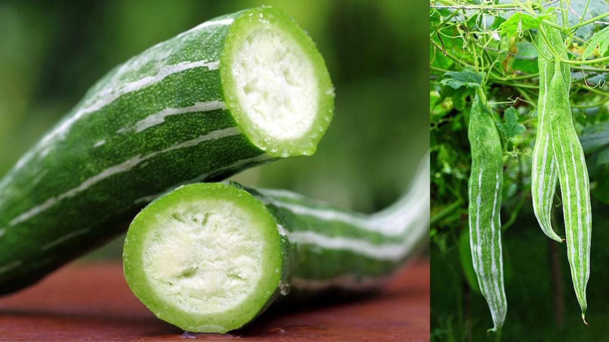 Snake Gourd Seeds (Lặc Lày) – Heirloom Japanese Luffa Plant