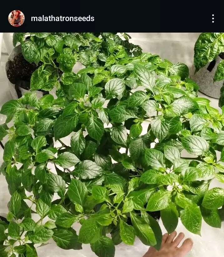 Humongous Hell Hot Heat Haul – 6 Superhot Varieties – Superhot! 120 Seeds Total!