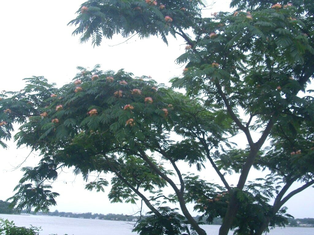 15 MIMOSA TREE SEEDS – Albizia julibrissin – very fast growing tree
