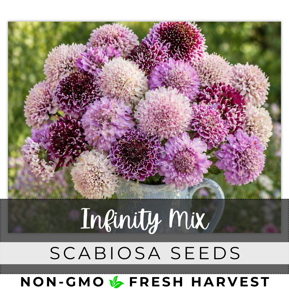 Infinity Mix Scabiosa Seeds 75+ Seeds Mum Flower, Flower Seeds, Annual
