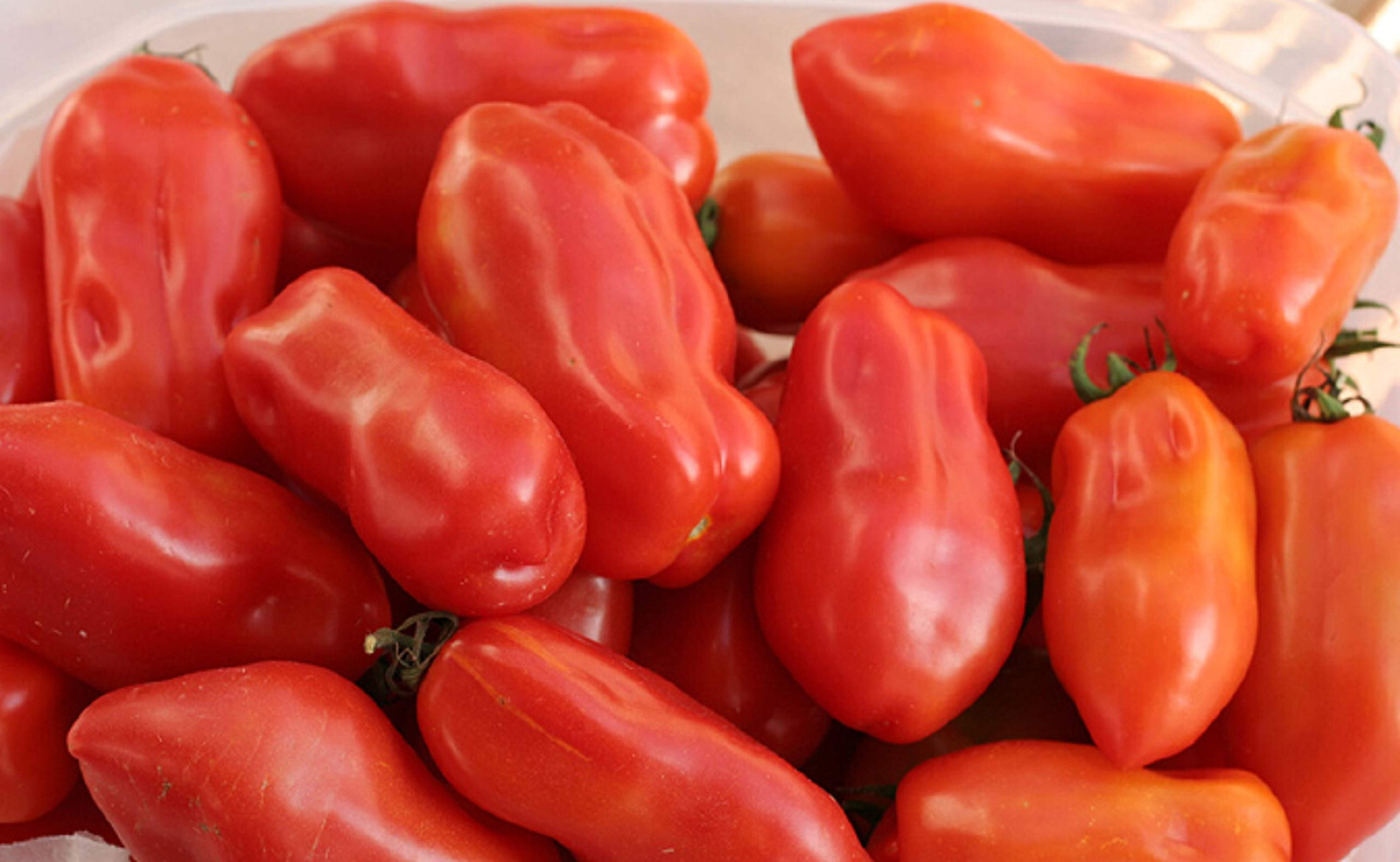 75 Heirloom San MarzanoTomato Seeds – Gourmet Italian Tomato – Indeterminate