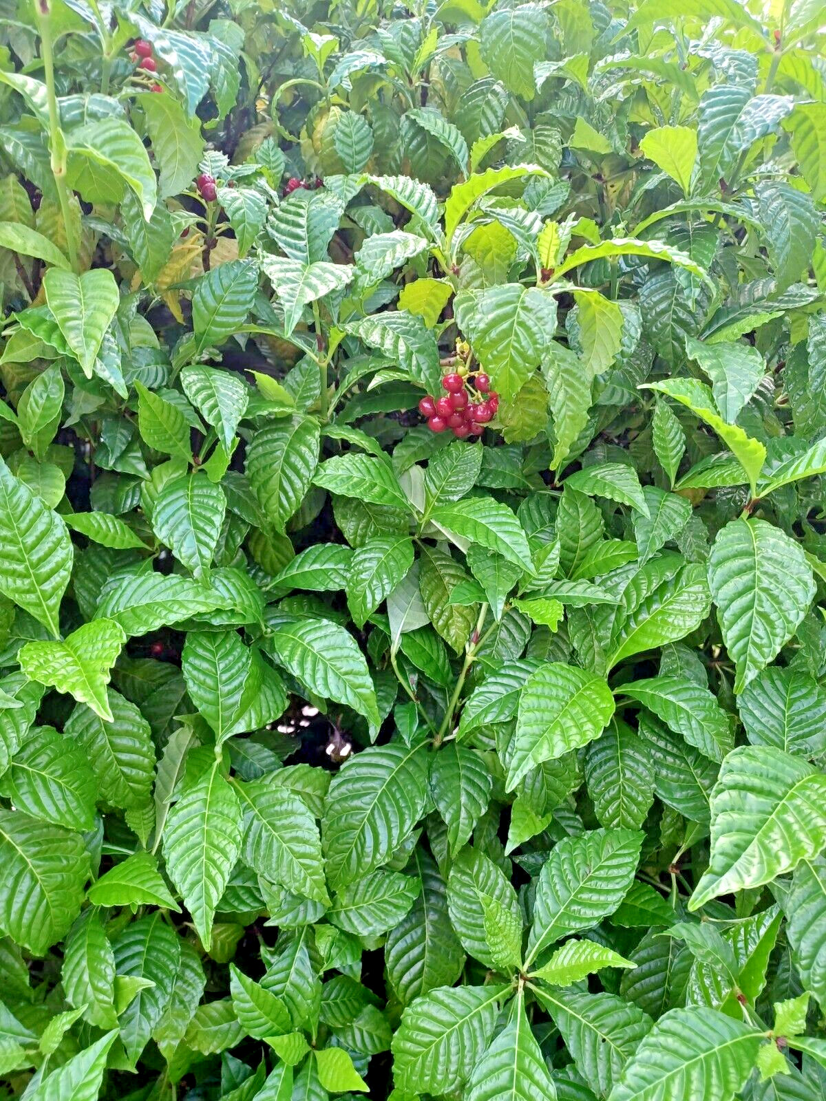 25 Wild Coffee Seeds, Psychotria nerv0sa (Gathered 2024)