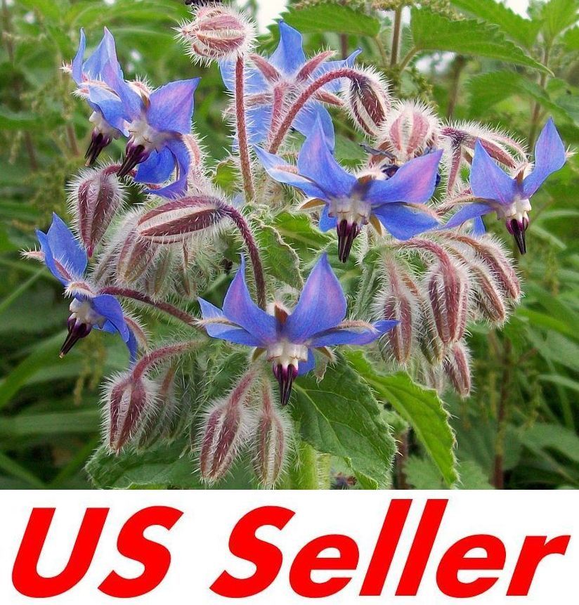 Borage Herb Seeds 50+ SEEDS G54 HEIRLOOM Borago Officinalis Boraginaceae Organic