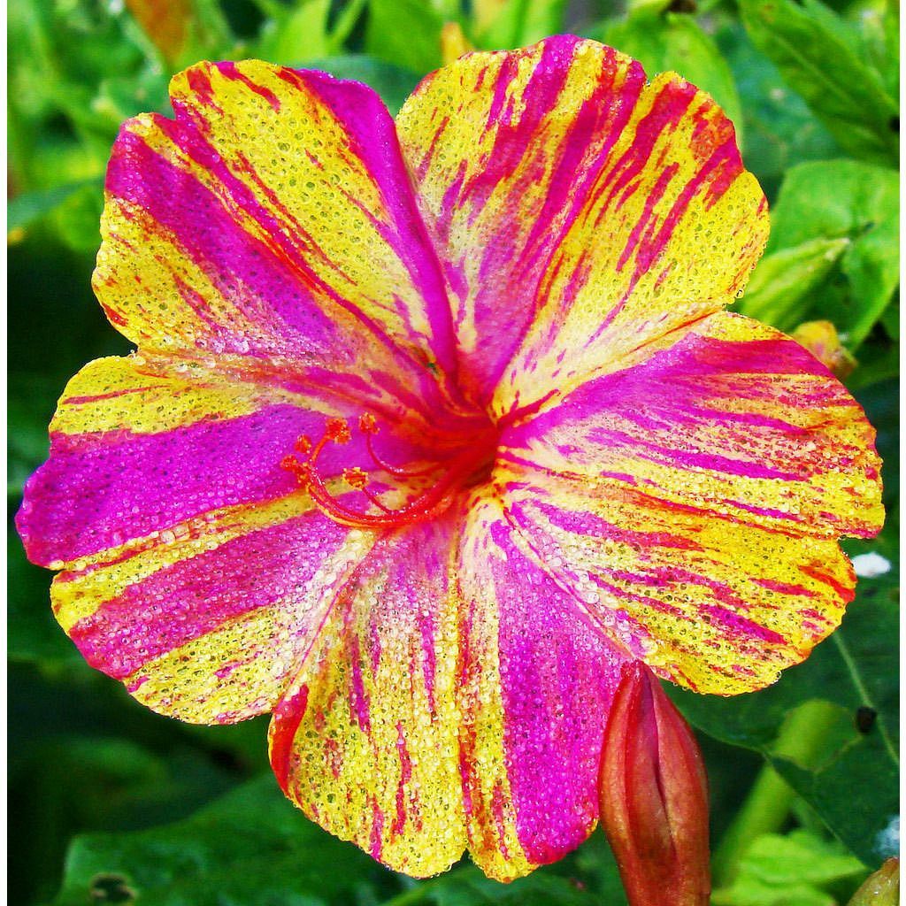Marvel of Peru Four O Clock Seeds | Color Changing Rainbow Mix Flower Seed 2025