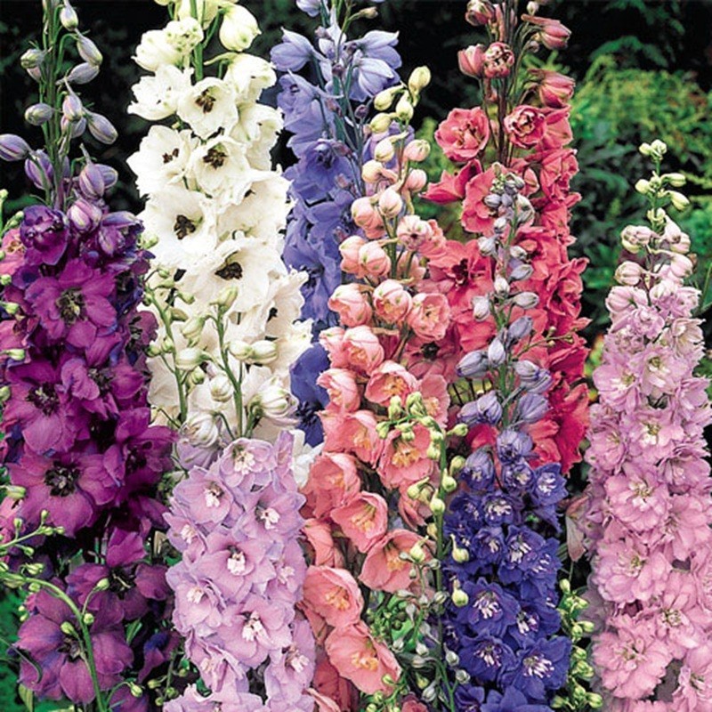 50 Delphinium Mix Seeds Perennial Seed Flower Flowers Perennial “Magic Fountain”