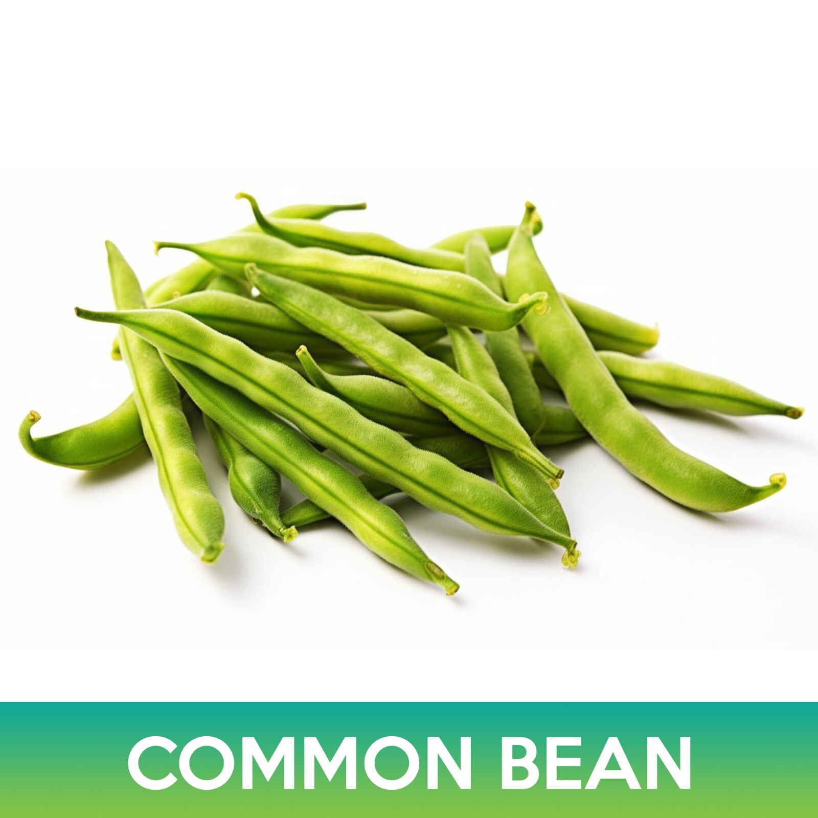 Common Bean Seeds, Maxibel Bean