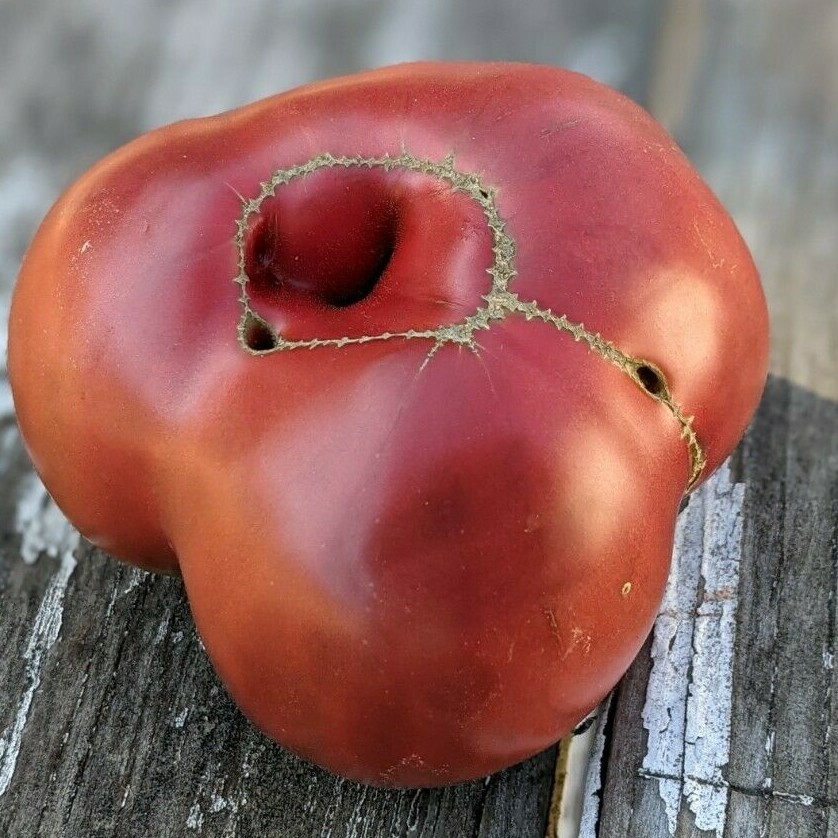 Cherokee Purple Heirloom Tomato Seeds 25 ct. Open Pollinated Red – Purple