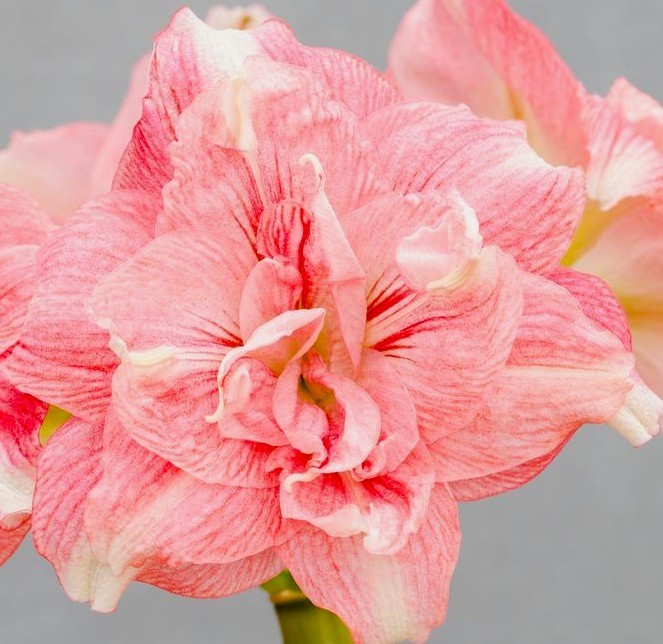 Cherry Blossom Song Flowering Amaryllis Spectacular Flower Bulb, Check our Store