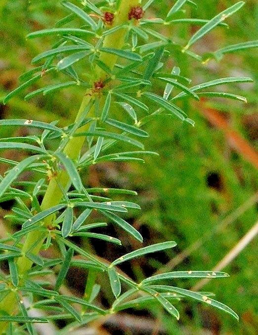 500+PURPLE PRAIRIE CLOVER Seeds Wildflower Nitrogen Fixing Drought Heat Cold