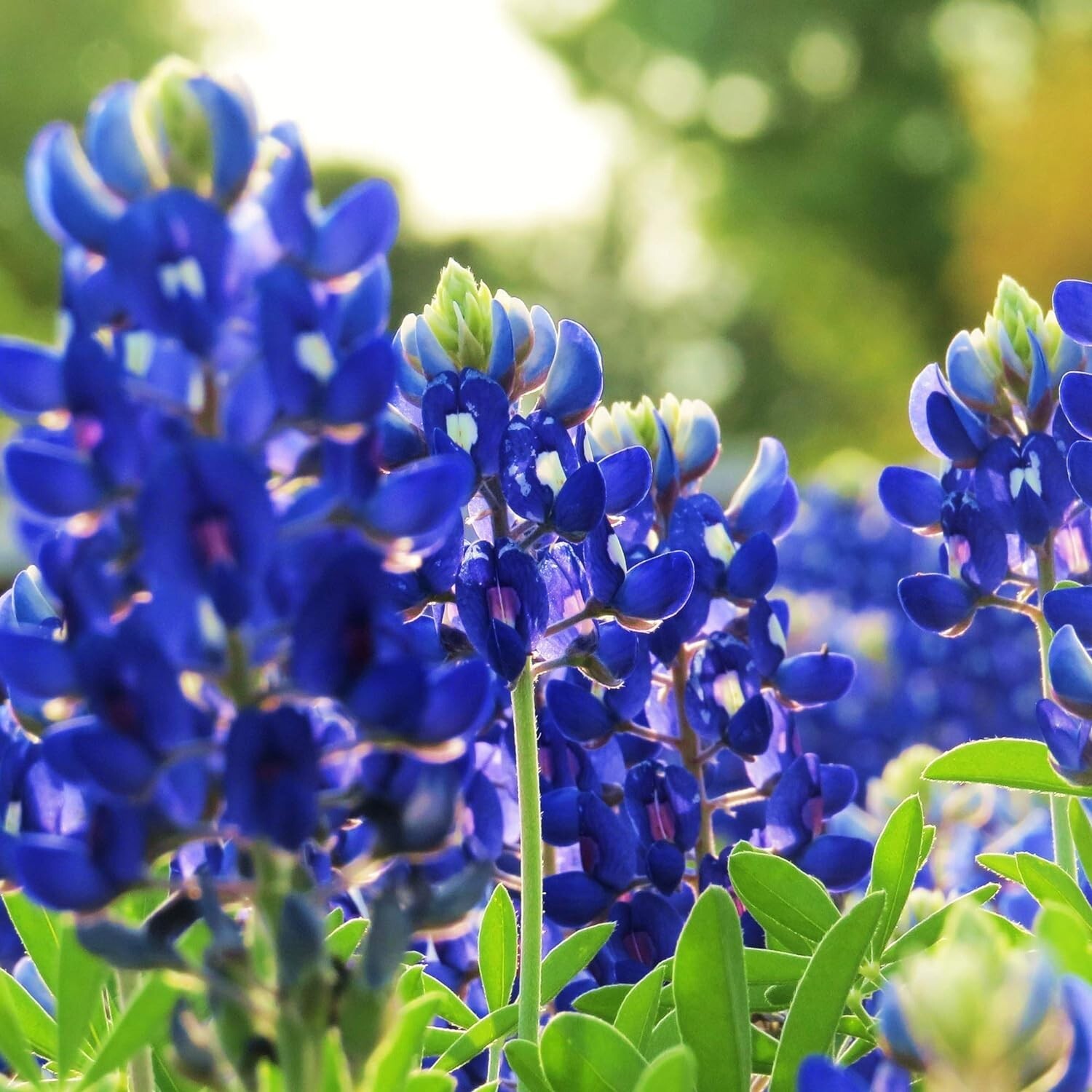 Texas Bluebonnet Seed – 500 Seeds 5 x 3 x 0.2 inches