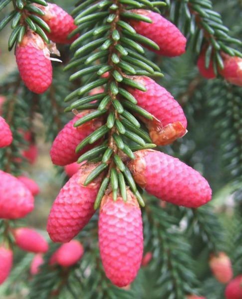 Picea orientalis | Oriental Spruce | Caucasian Spruce | 20 Seeds