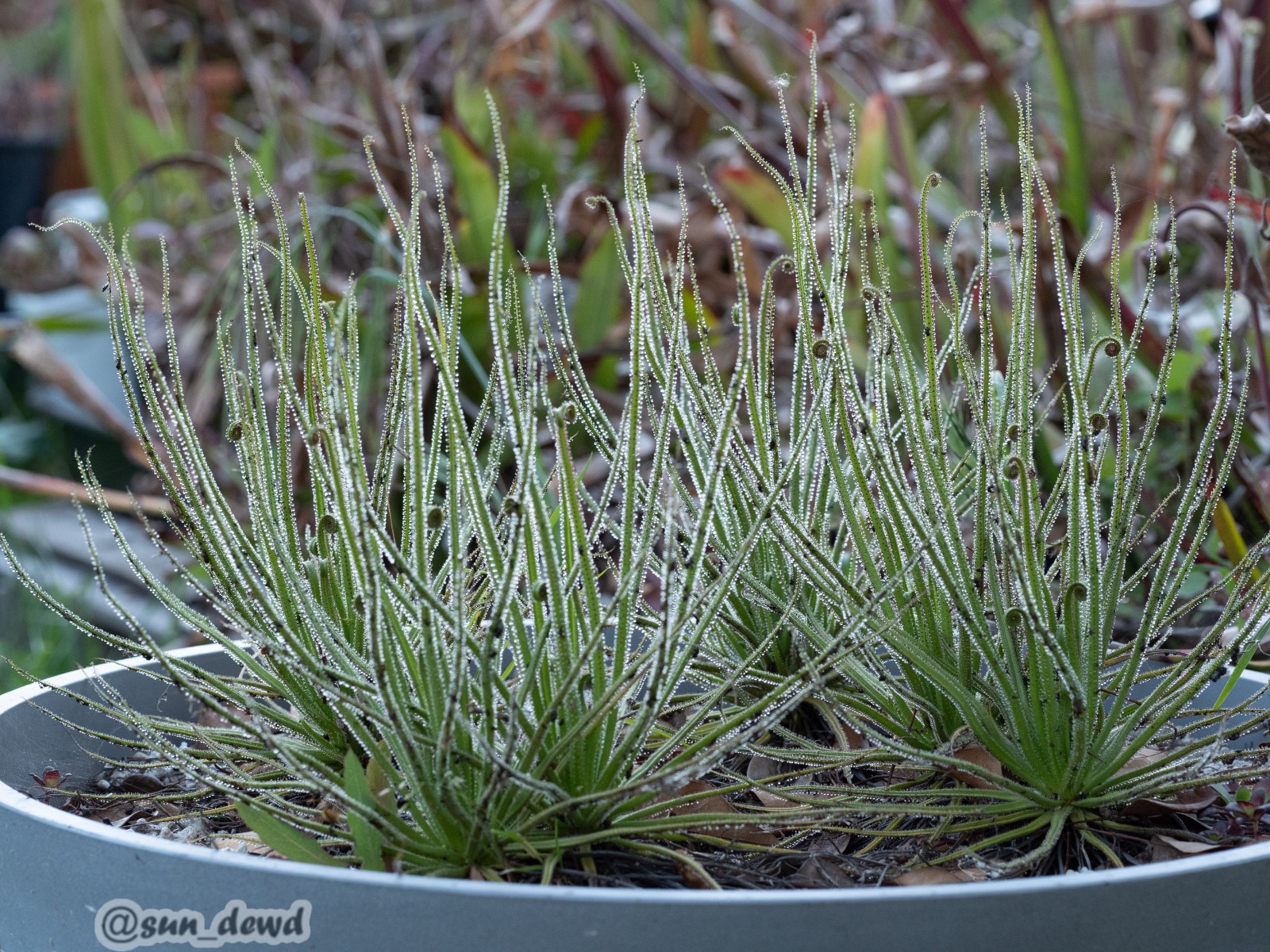 Drosophyllum lusitanicum seeds, large carnivorous plant from Mediterranean coast