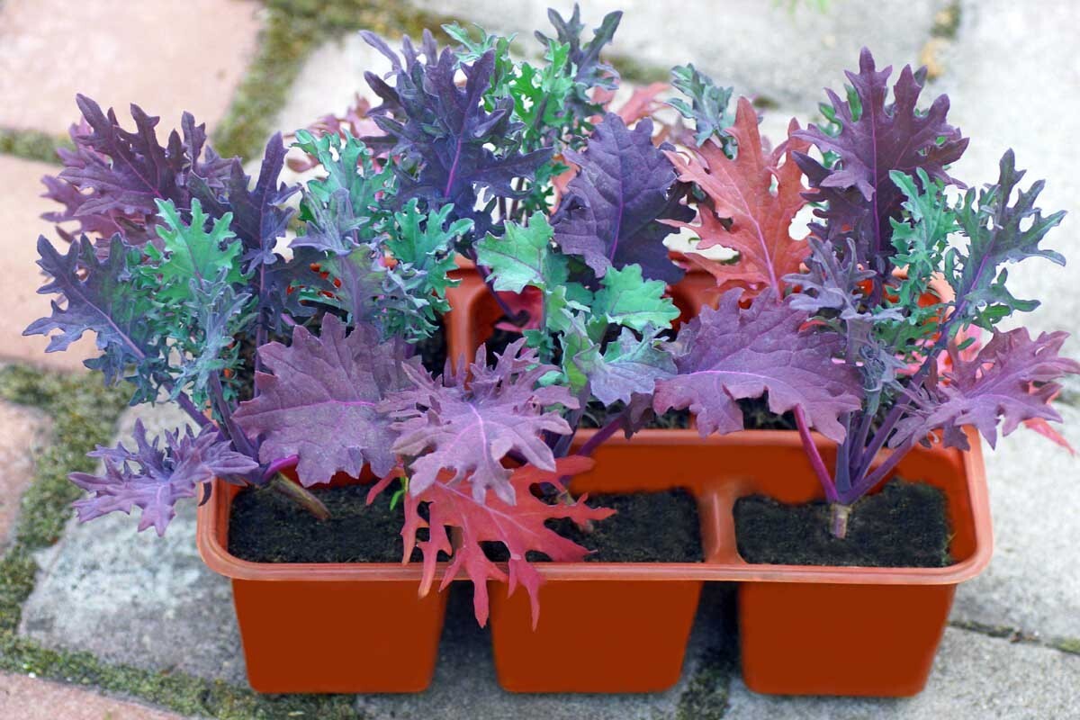 Kale – Early Curled Siberian / Lacinato Kale / Red Russian Kale seeds/ non GMO