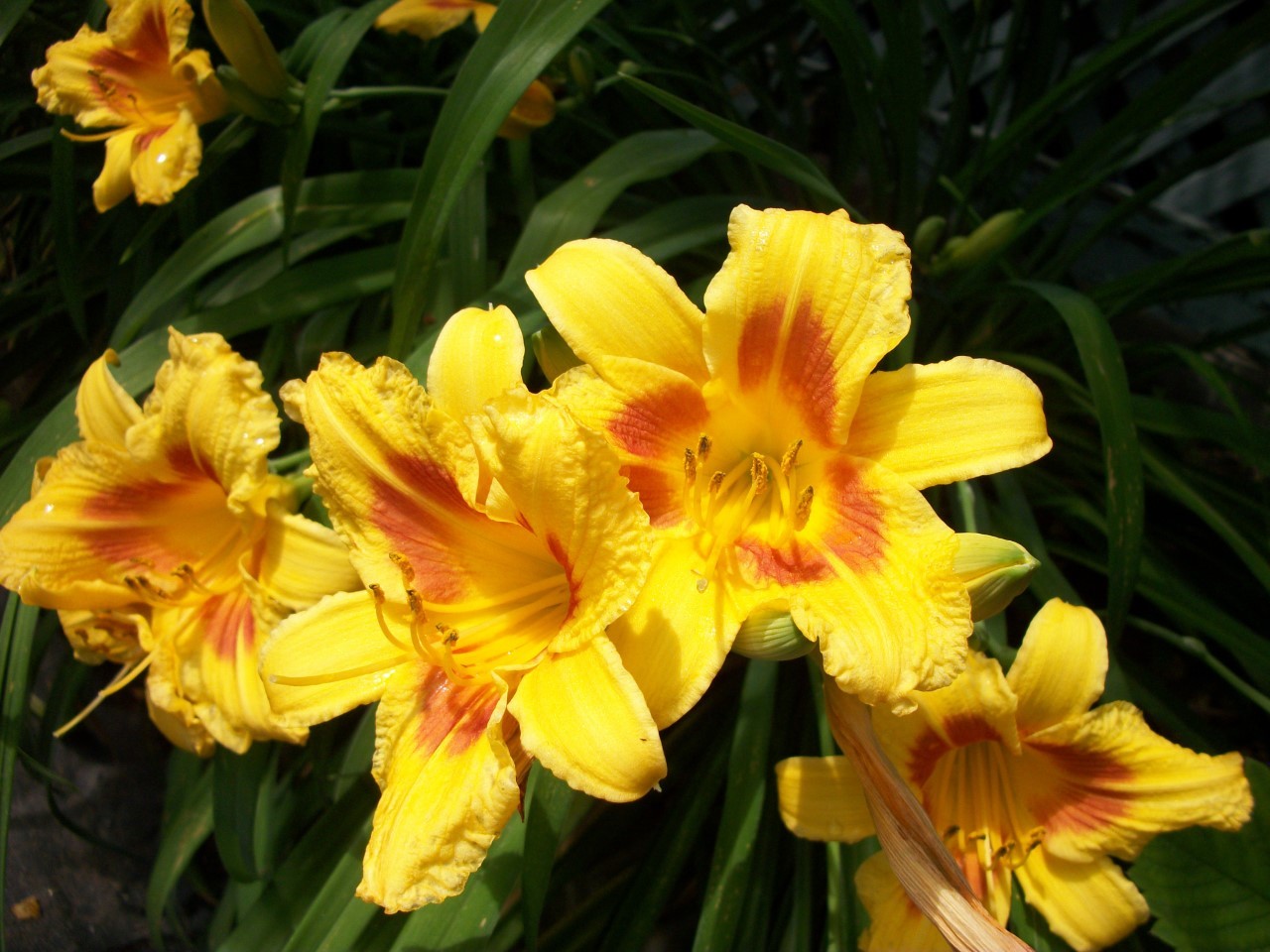Daylily Daze, Bi-Colored – 10 Seeds