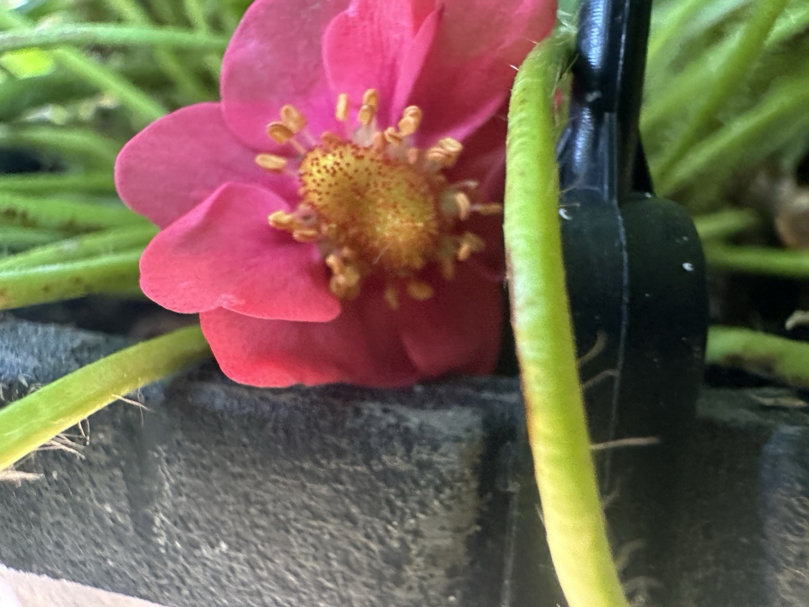 222+ Toscana Strawberry Rare Seeds Pink Flowered Freshly Harvested June 2026