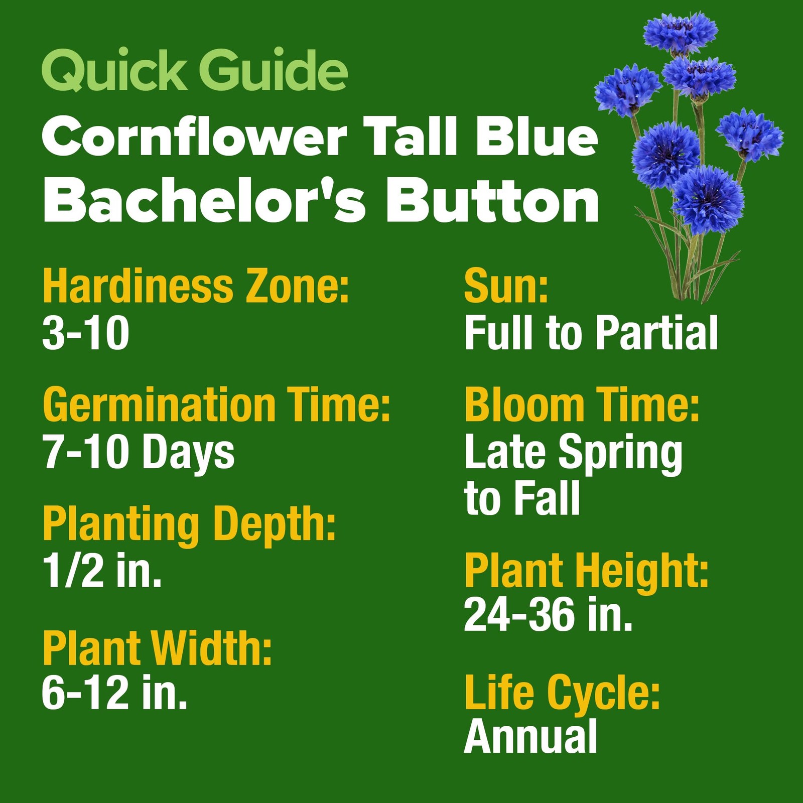 Bachelor Button Seeds Tall Blue 6000 Cornflower, Stunning Blue Blooms for Wi…