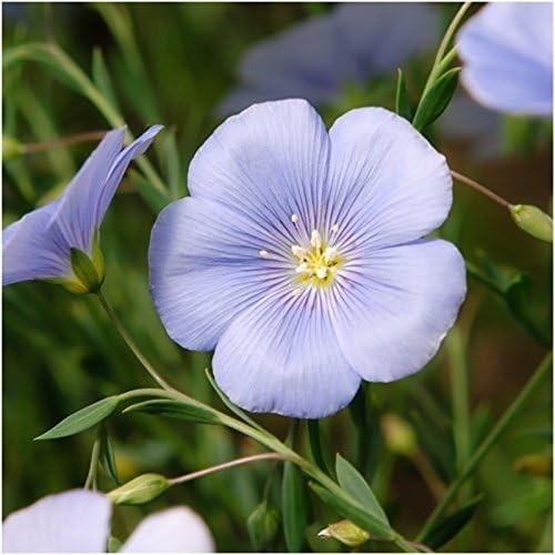 Perennial Wildflower Seed Mix – 30,000 Seeds for -Round Blooms