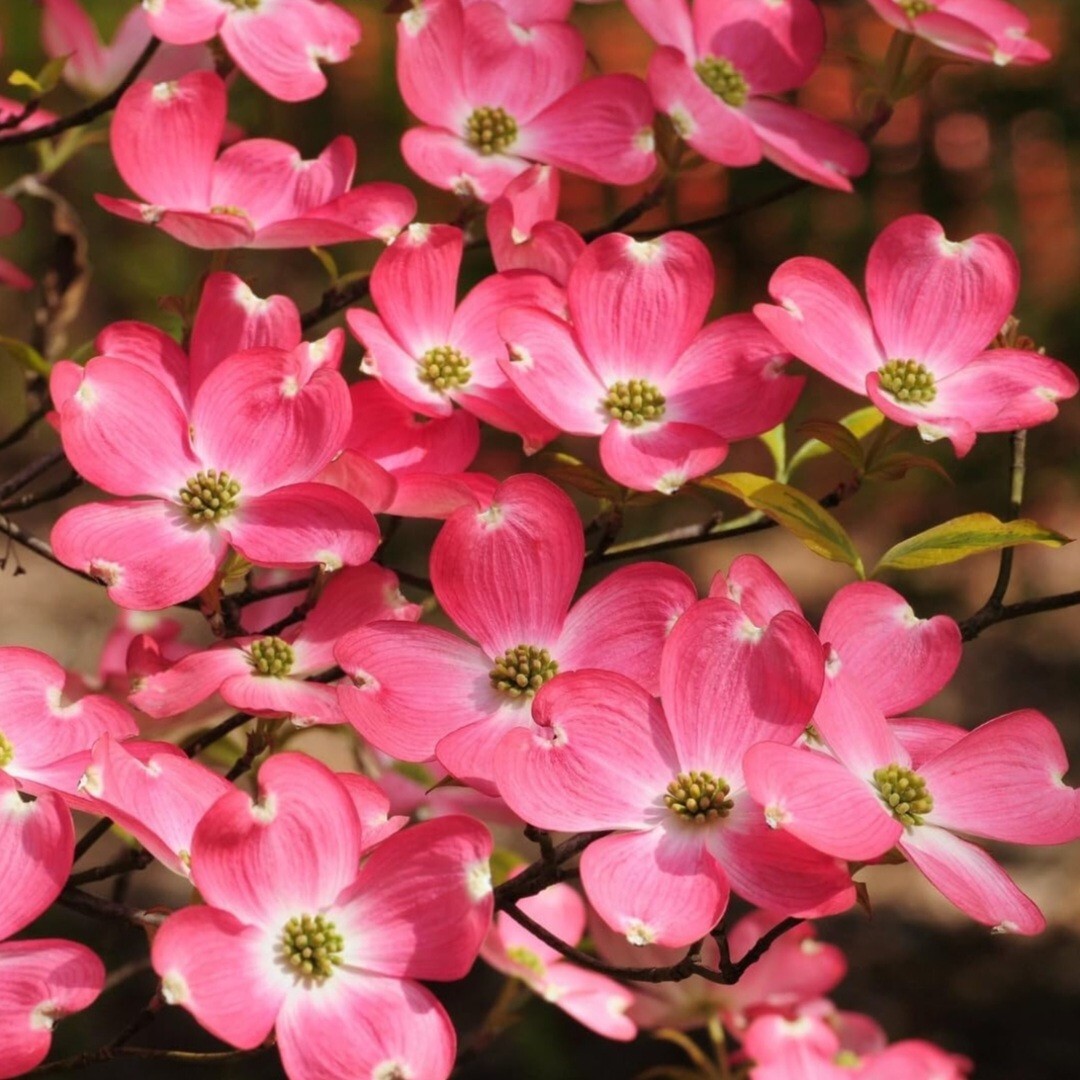 30 Dogwood Tree Seeds Pink Flowering Striking Showy Flowering Tree Cornel Cornel