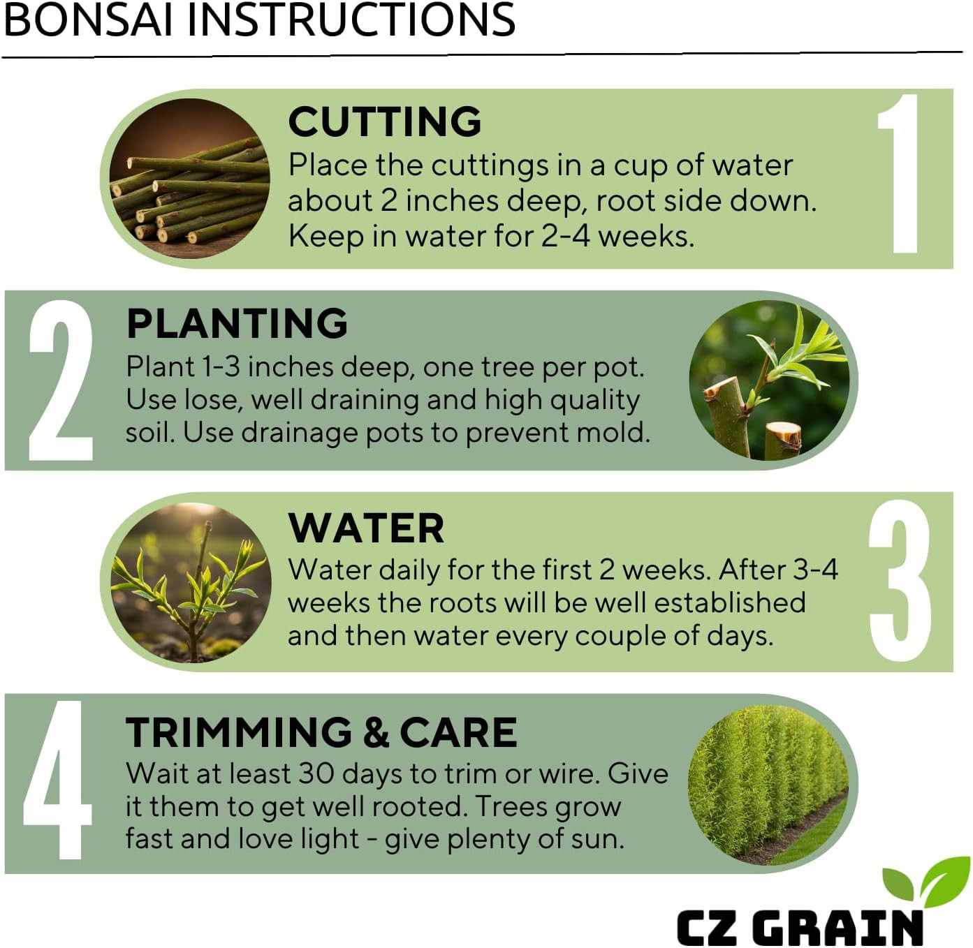Japanese Red Maple Bonsai Tree Seeds | 30+ Seeds | Highly Prized for Bonsai, Jap