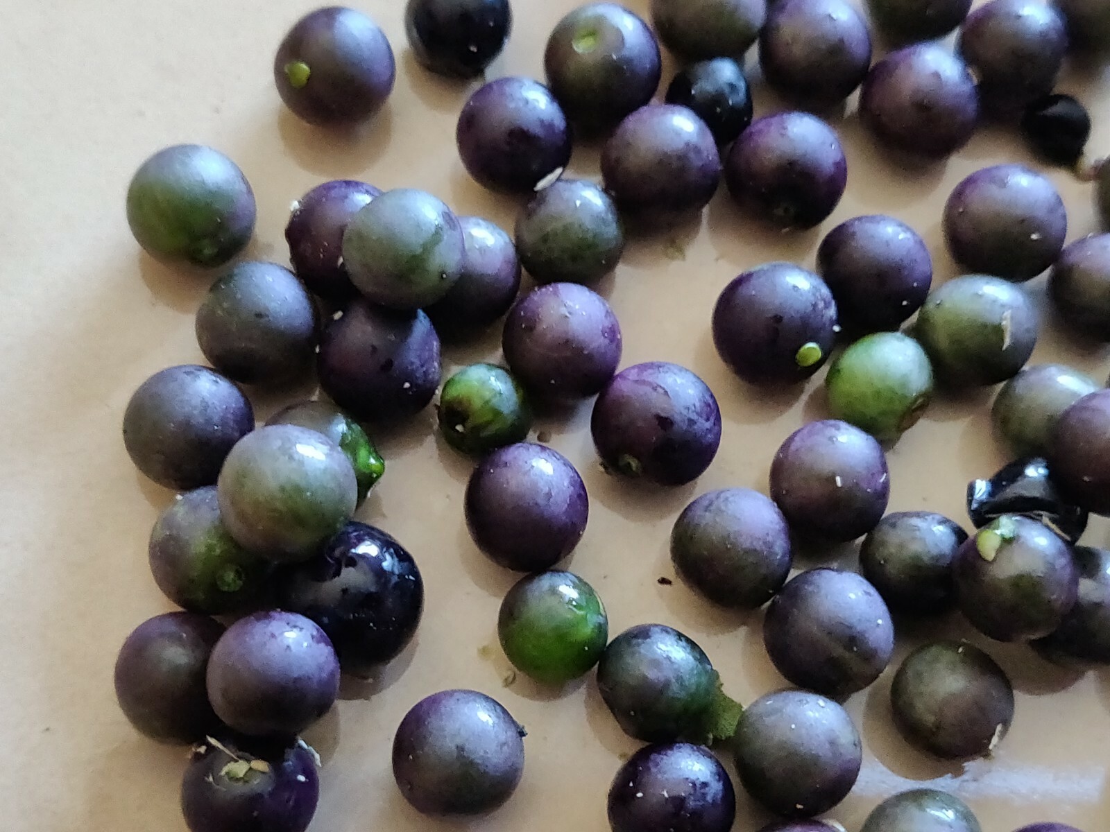 200 Nightshade Seeds Nigrum Solanum Sees 200 Semillas de Mora Hierba Mora Macuy