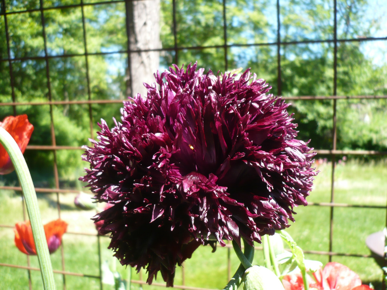 Midnight Black Swan Papaver Lacianatum Poppy Seeds 1000+ *Shelley / PoppyQueen👑