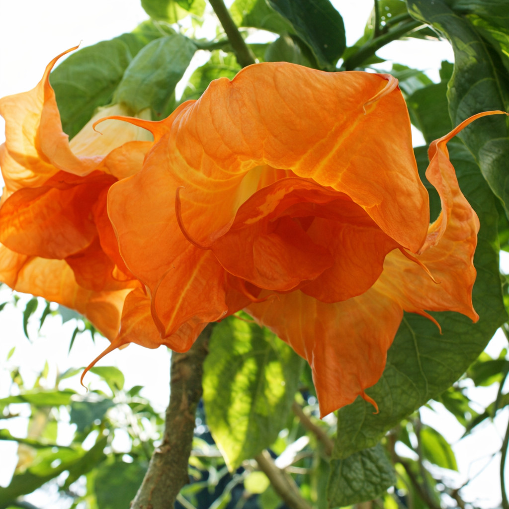 10 Angel Trumpet Seeds Flowers Seed Perennia Tropical Flower US SELLER “Orange”