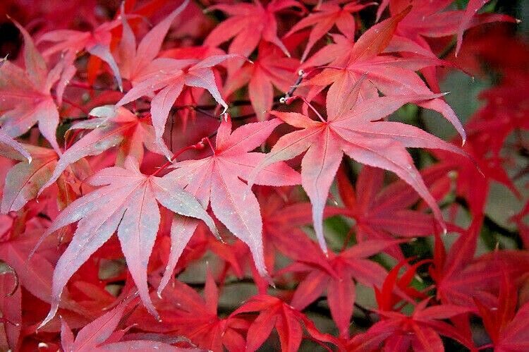 20 MUSASHINO JAPANESE MAPLE SEEDS – Acer palmatum ‘ Musashino ‘