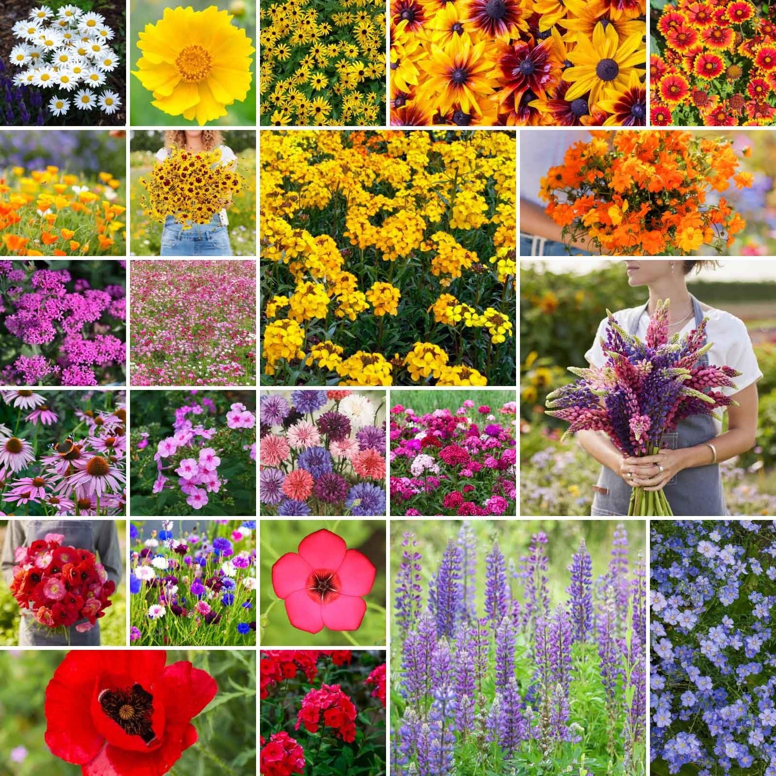 Northeast Wildflower Seed Mix – 1/4 lb, 120,000+ Seeds, Attracts Pollinators, Pl