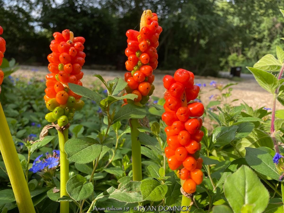 BULK SEEDS!…Arum italicum ‘Pictum’…Italian Painted Arum…QTY/bag=50