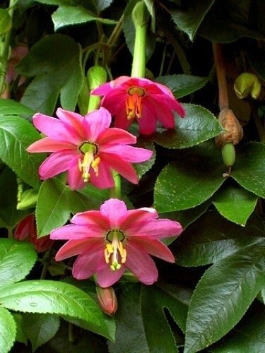 Passiflora Mollissima 10 Seeds, Banana Passion Fruit Garden Climbing Vine