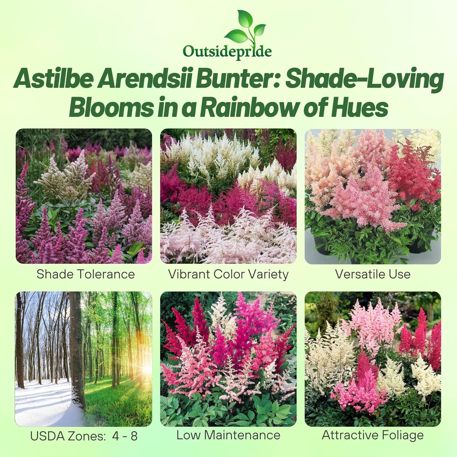 1000 Seeds Astilbe Seed Mix For Planting – Astilbe Arendsii Bunter Flower Seed
