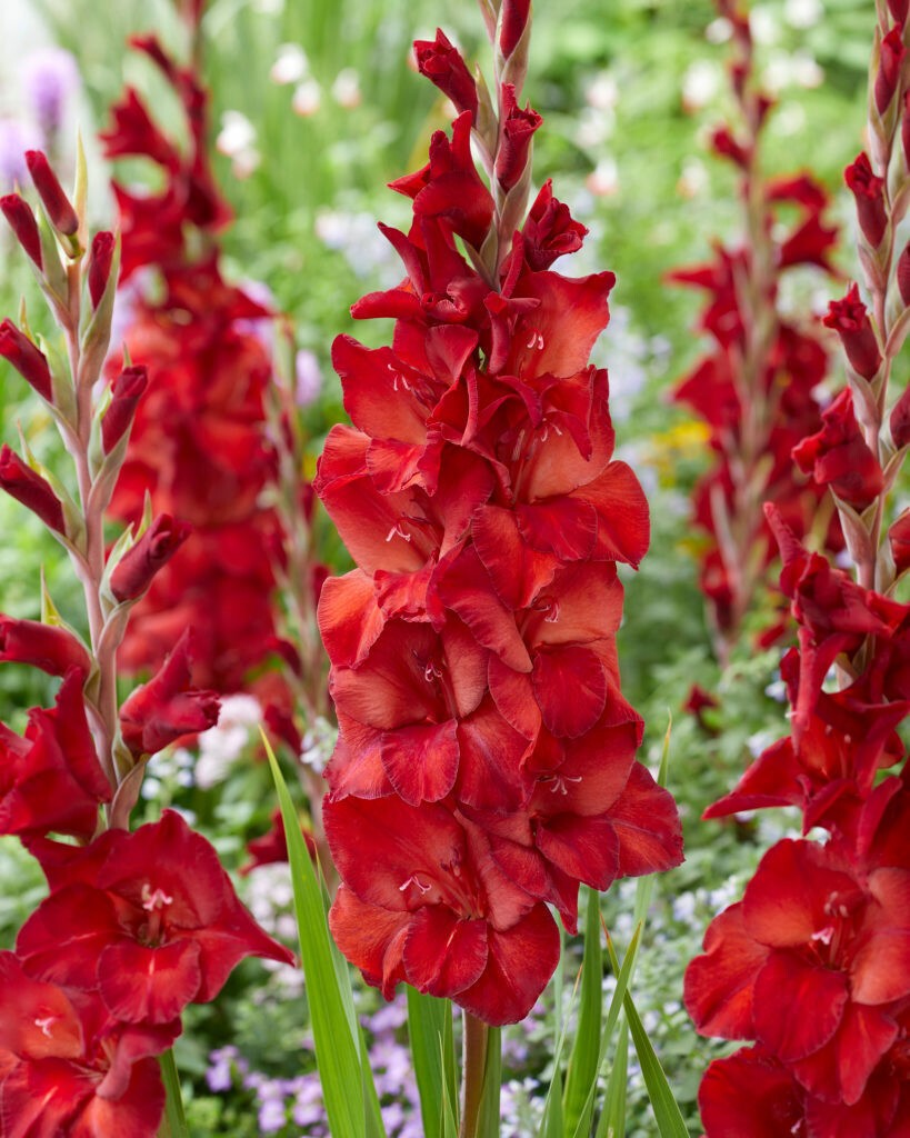 Gladiolus Large Flowering Amiga 5 Bulbs Size 12/14 cm
