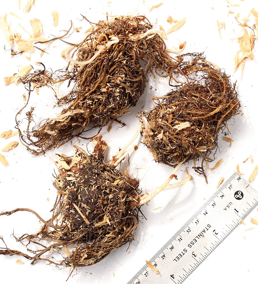Amethyst Astilbe – 3 root divisions