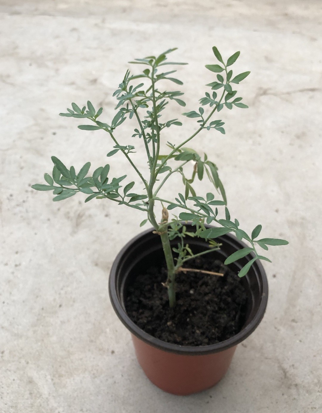 1 Common Rue Plant 6” Ruda Ruta Graveolens Live Plant