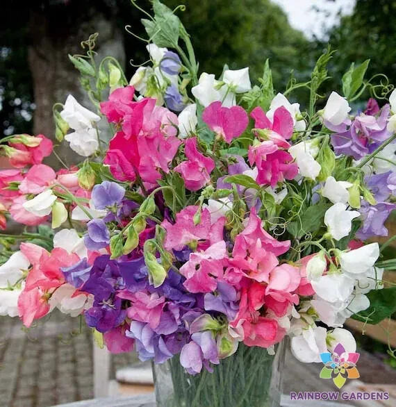 50+ Bijou Dwarf Mix Sweet Pea Seeds for Garden Planting – USA – FREE SHIPPING!