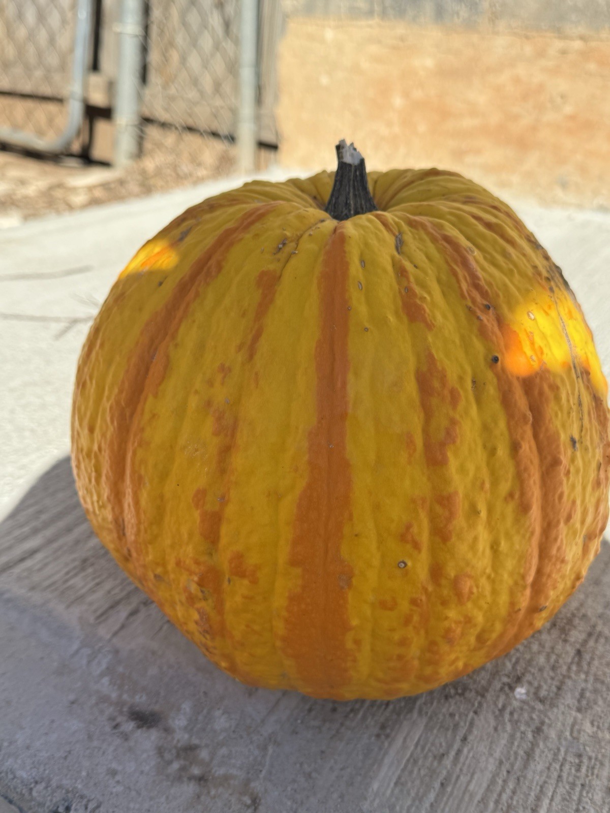 20 Pumpkin Seeds, Rare “Candy Corn,” Organic, Non GMO,