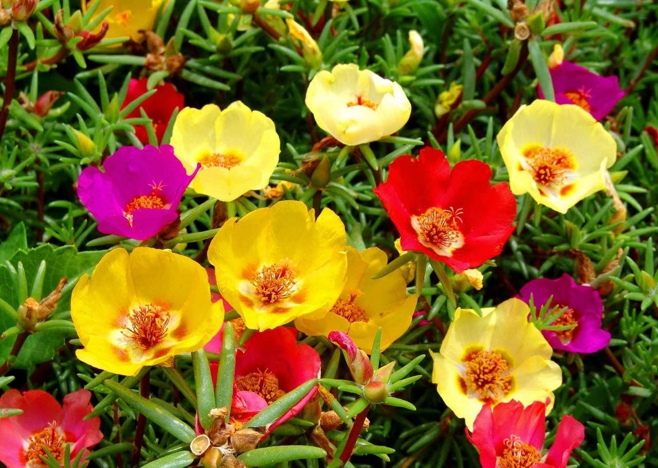 Purslane Large Flower Seed Mix Portulaca Grandiflora Rose Moss Succulent Seed…