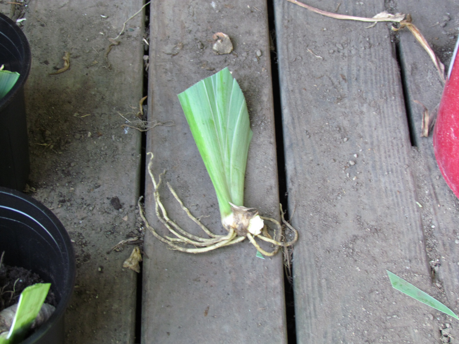 Peggy Anne – Award-Winning Tall Bearded Iris – Sutton – Combined Ship NOW!