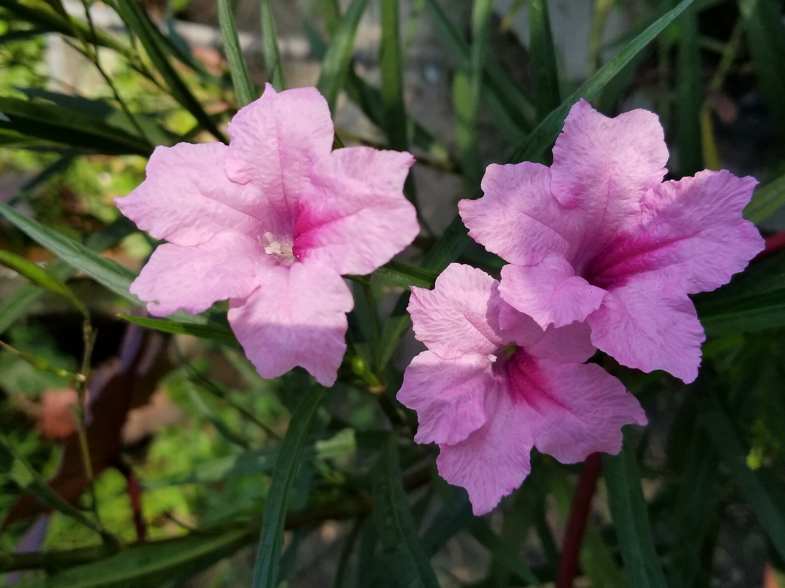 15 – Pink mexican patunia seeds (LARGE PLANT)